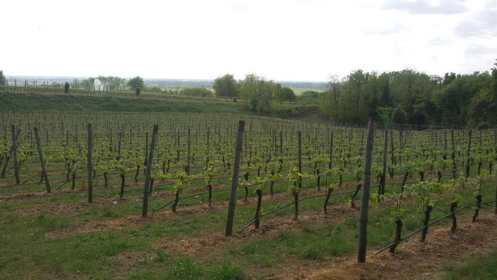 Agriturismo La Torretta Da Valentina Сольферино Экстерьер фото